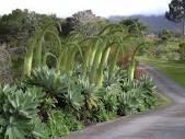 /album/galeria-de-fotos-null/agave-attenuata-3-jpg/